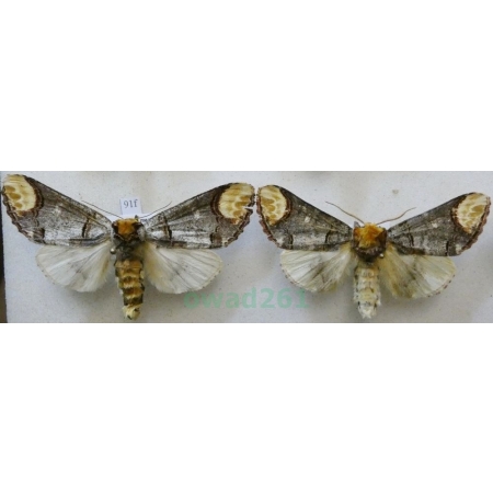 Phalera bucephala (Linnaeus, 1758) pair Narożnica zbrojówka Czech91f